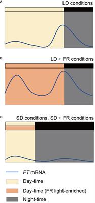 Insight from expression profiles of FT orthologs in plants: conserved photoperiodic transcriptional regulatory mechanisms